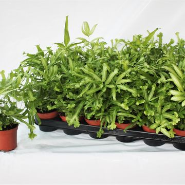 Pteris cretica 'Mayi'