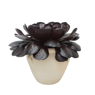 x Semponium 'Destiny'