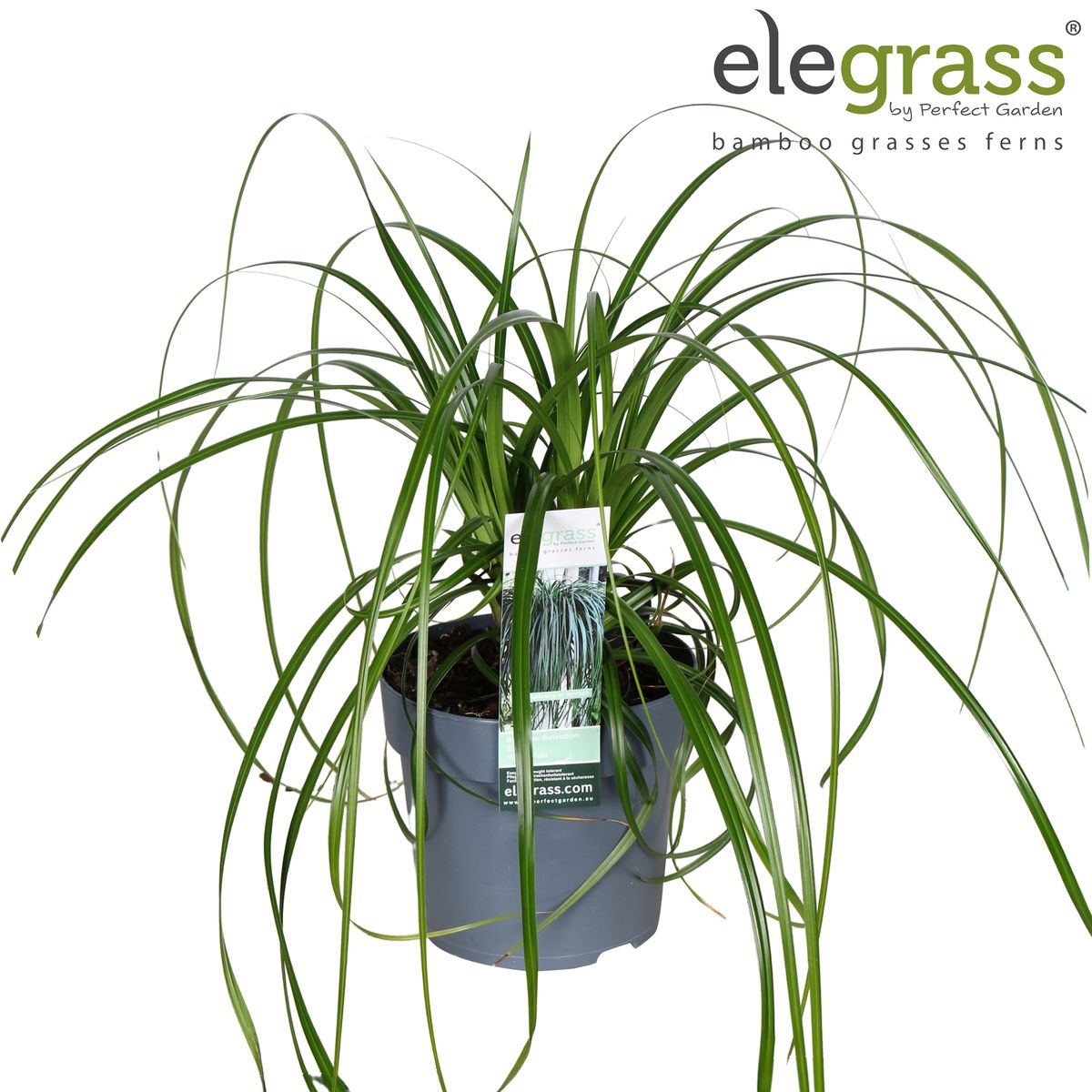 Carex RIBBON FALLS — Plant Wholesale FlorAccess