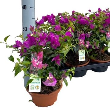 Bougainvillea glabra 'Sanderiana'