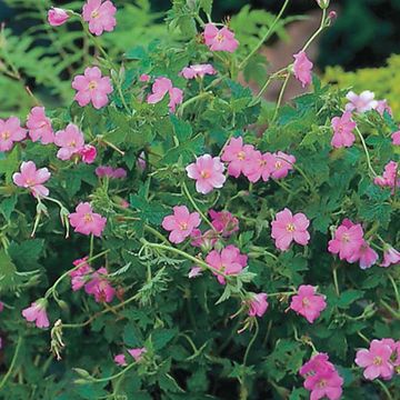 Geranium endressii 'Wargrave Pink'