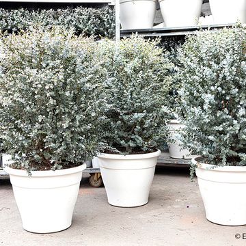 Eucalyptus gunnii