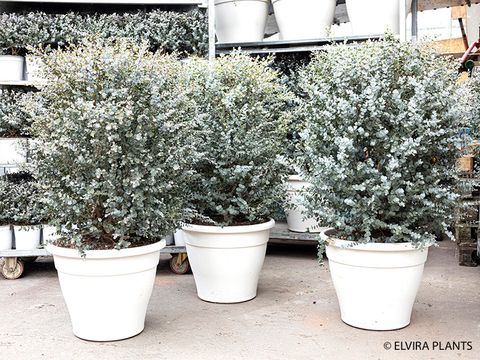 Eucalyptus gunnii