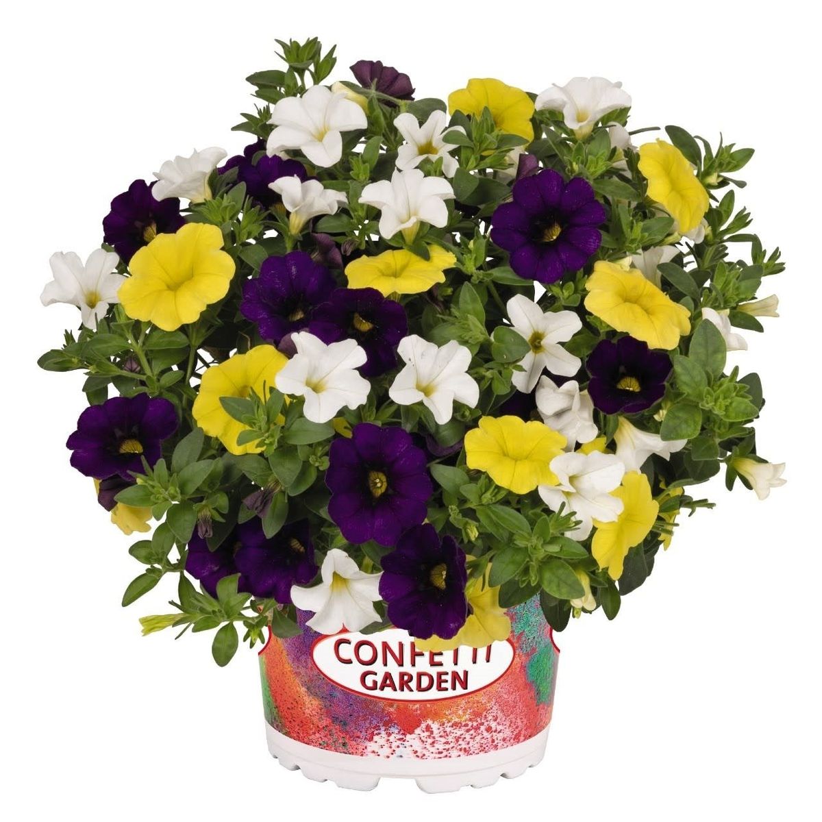 Calibrachoa MIX IN POT — Plant Wholesale FlorAccess