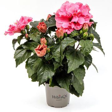 Hibiscus rosa-sinensis 'Adonicus Double Pink'