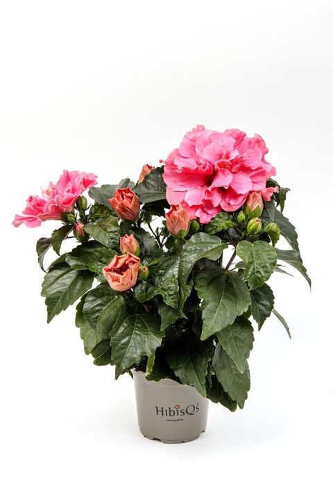Hibiscus rosa-sinensis 'Adonicus Double Pink'