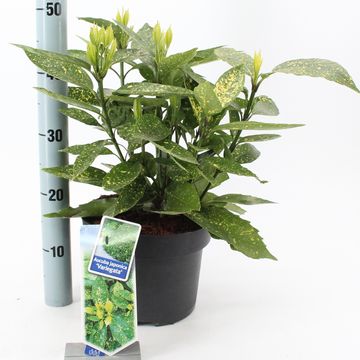 Aucuba japonica 'Variegata'