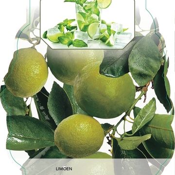 Citrus x aurantiifolia 'Lime Verde'