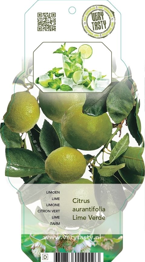 Citrus x aurantiifolia 'Lime Verde'