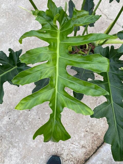 Filodendro 'Bob Cee'