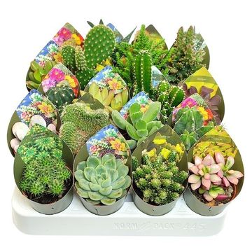 Cactus MIX