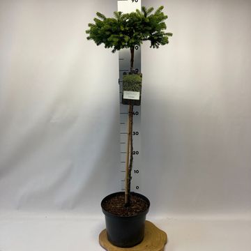 Cryptomeria japonica 'Dinger'