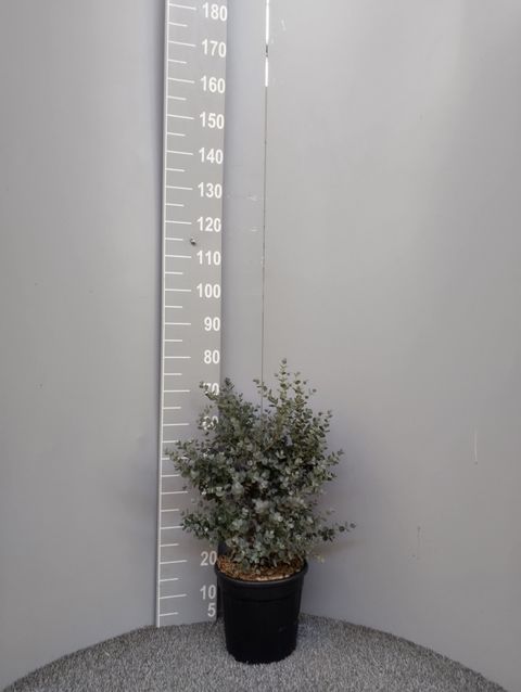 Eucalyptus gunnii SILVERANA