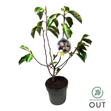 Magnolia concinna 'Sunrise'