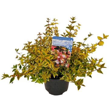 Abelia x grandiflora 'Kaleidoscope'