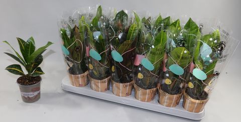 Codiaeum variegatum MIX