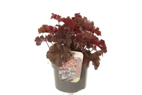 Heuchera 'Melting Fire'