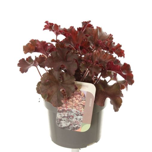 Heuchera 'Melting Fire'