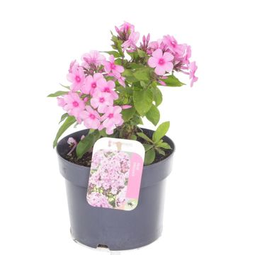 Phlox PINK FLAME