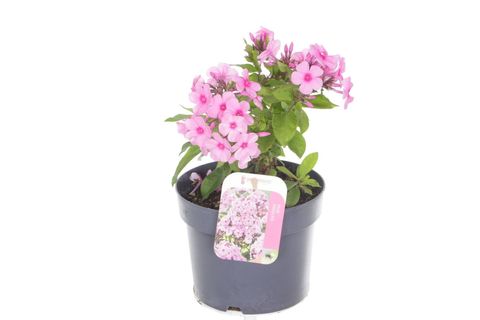 Phlox PINK FLAME