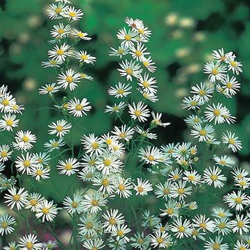 Aster 'Monte Cassino'