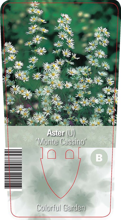 Aster 'Monte Cassino'