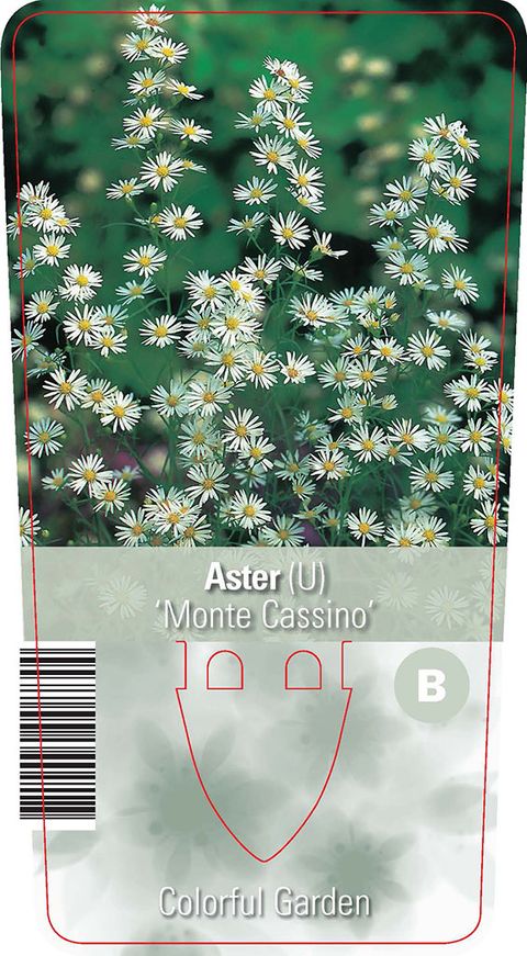 Aster 'Monte Cassino' — Plant Wholesale FlorAccess