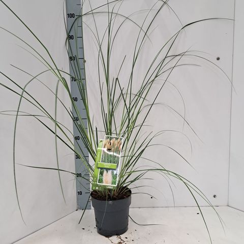 Cortaderia selloana 'Evita'