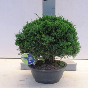 Juniperus chinensis (Lodder Bonsai BV)