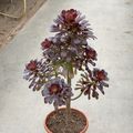 Aeonium arboreum