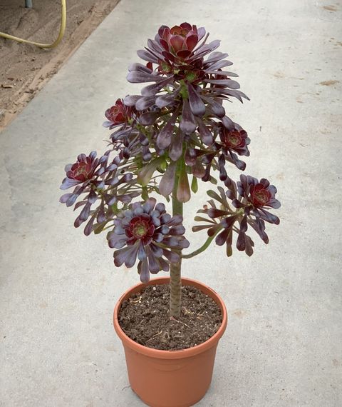 Aeonium arboreum