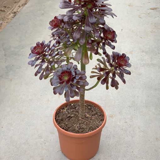 Aeonium arboreum