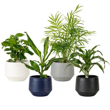 Plantas de interior MIX