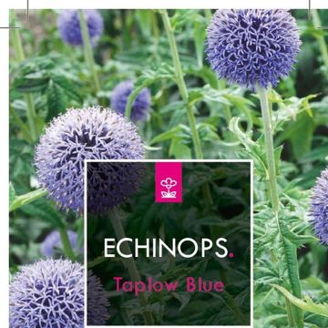 Echinops bannaticus 'Taplow Blue'