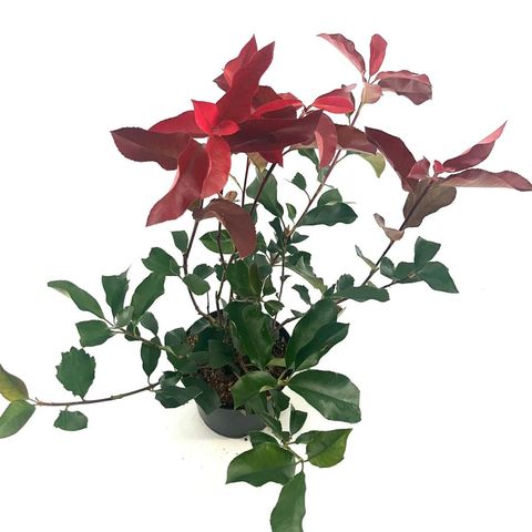 Photinia x fraseri 'Camilvy'