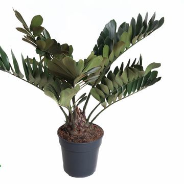 Zamia furfuracea