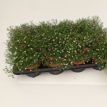 Gypsophila muralis MIX IN POT