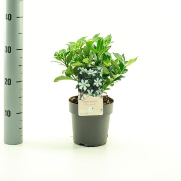 Gardenia jasminoides PINWHEEL