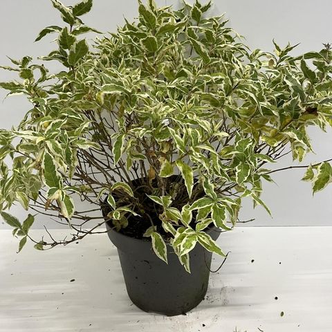 Diervilla sessilifolia COOL SPLASH