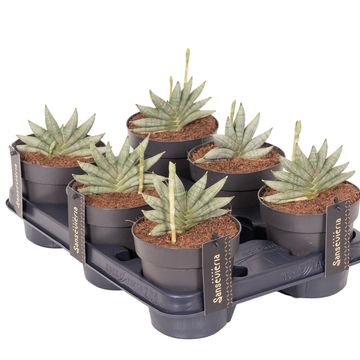 Sansevieria 'Inti Mini No.3'