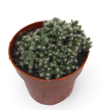 Trichodiadema densum