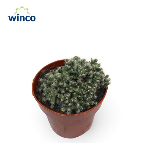 Trichodiadema densum