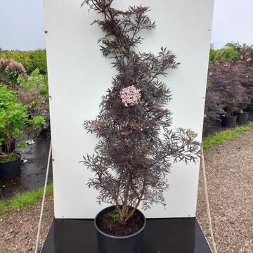 Sambucus nigra BLACK LACE