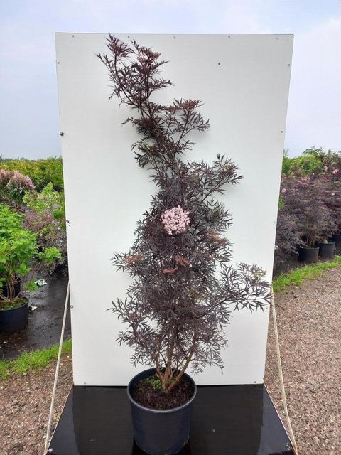 Sambucus nigra BLACK LACE