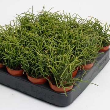Rhipsalis baccifera 'Oasis'