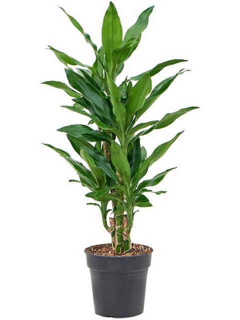 Dracaena fragrans 'Burundii'