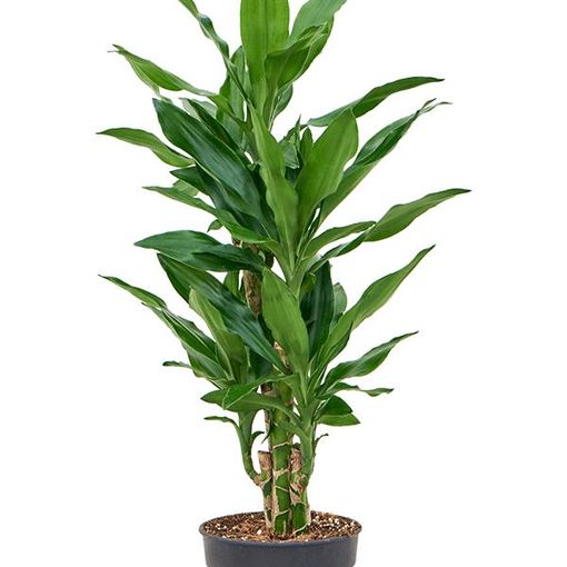 Dracaena fragrans 'Burundii'