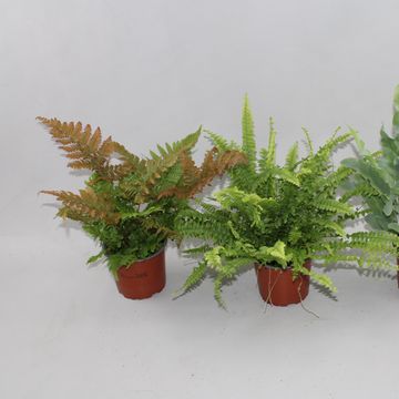 Samambaias MIX