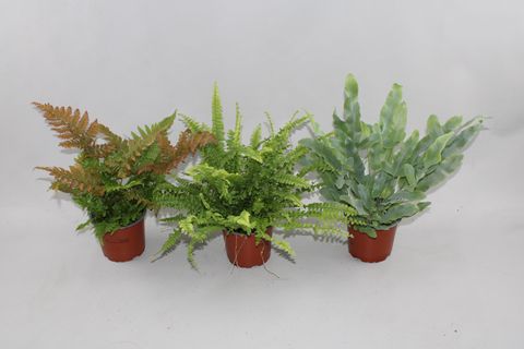 Ferns MIX