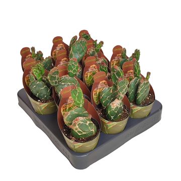 Opuntia zebrina reticulata 'Cobra'